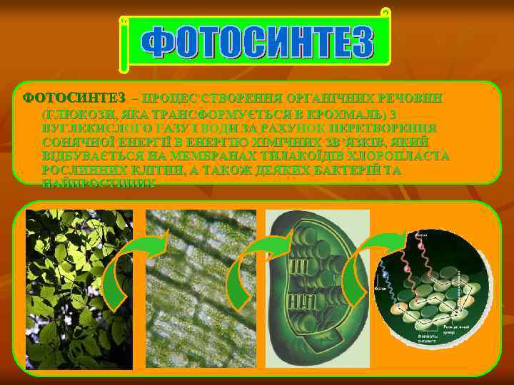 ФОТОСИНТЕЗ – ПРОЦЕС СТВОРЕННЯ ОРГАНІЧНИХ РЕЧОВИН (ГЛЮКОЗИ, ЯКА ТРАНСФОРМУЄТЬСЯ В КРОХМАЛЬ) З ВУГЛЕКИСЛОГО ГАЗУ