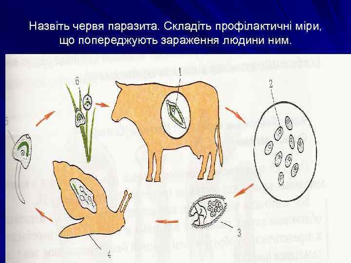 Назвіть червя паразита. Складіть профілактичні міри, що попереджують зараження людини ним. 