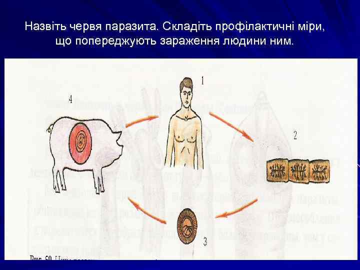 Назвіть червя паразита. Складіть профілактичні міри, що попереджують зараження людини ним. 