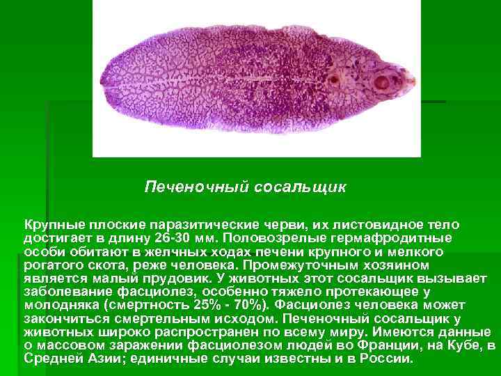 Печеночный сосальщик Крупные плоские паразитические черви, их листовидное тело достигает в длину 26 -30