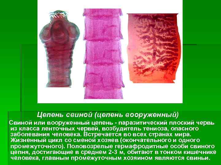 Цепень свиной (цепень вооруженный) Свиной или вооруженный цепень - паразитический плоский червь из класса