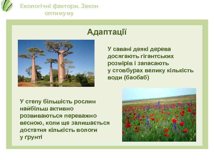 Екологічні фактори. Закон оптимуму Адаптації У савані деякі дерева досягають гігантських розмірів і запасають