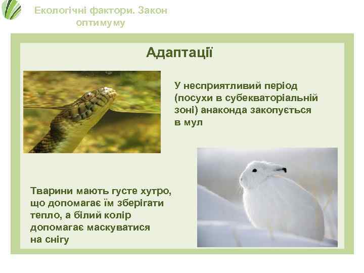 Екологічні фактори. Закон оптимуму Адаптації У несприятливий період (посухи в субекваторіальній зоні) анаконда закопується