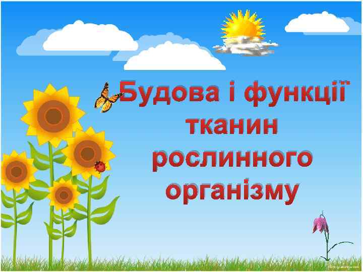 Будова і функції тканин рослинного організму 