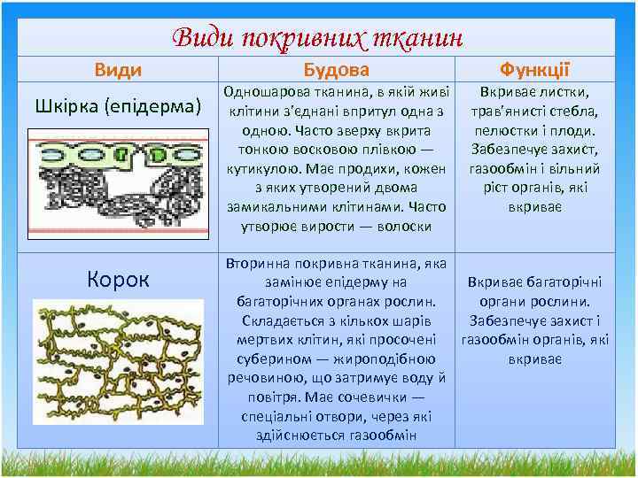 Види покривних тканин Види Шкірка (епідерма) Корок Будова Одношарова тканина, в якій живі клітини