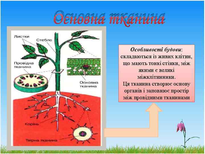 Основна тканина Особливості будови: складаються із живих клітин, що мають тонкі стінки, між якими