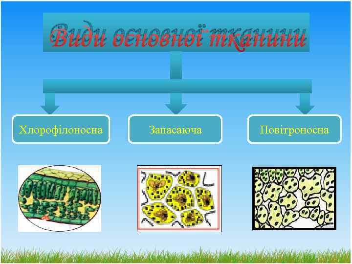 Види основної тканини Хлорофілоносна Запасаюча Повітроносна 