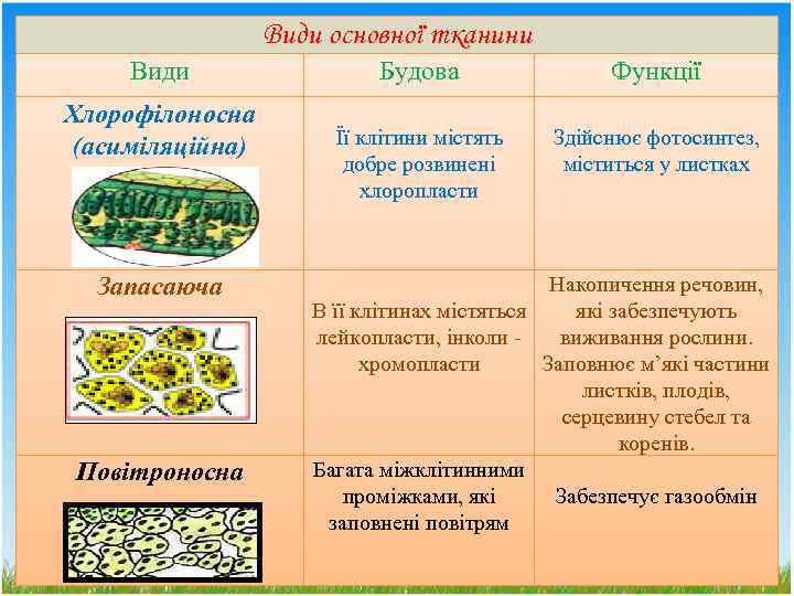 Види основної тканини Види Хлорофілоносна (асиміляційна) Запасаюча Повітроносна Будова Функції Її клітини містять добре