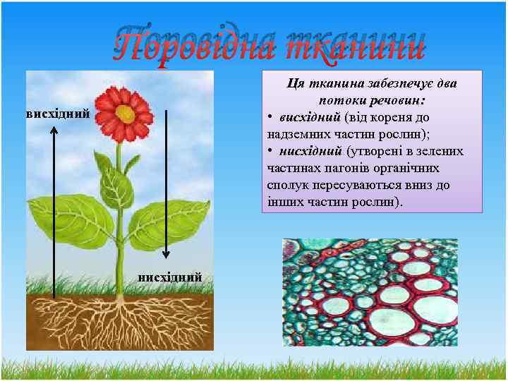 Поровідна тканини Ця тканина забезпечує два потоки речовин: • висхідний (від кореня до надземних