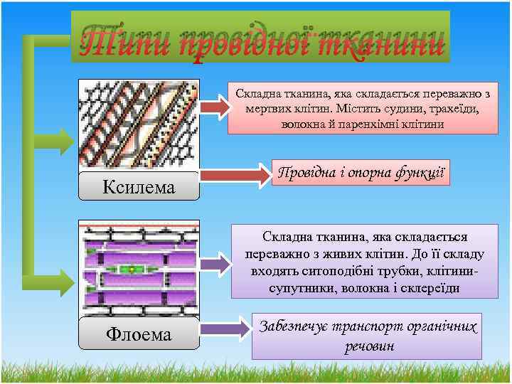 Типи провідної тканини Складна тканина, яка складається переважно з мертвих клітин. Містить судини, трахеїди,
