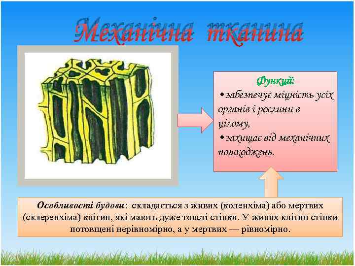 Механічна тканина Функції: • забезпечує міцність усіх органів і рослини в цілому, • захищає