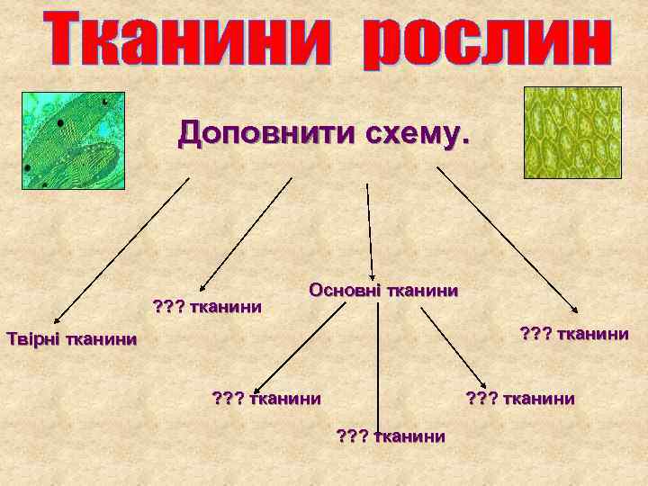 Доповнити схему. ? ? ? тканини Основні тканини ? ? ? тканини Твірні тканини