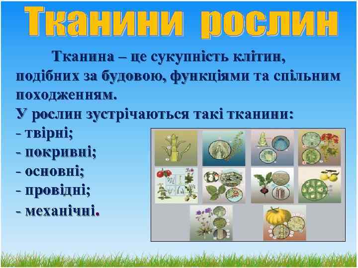 Тканина – це сукупність клітин, подібних за будовою, функціями та спільним походженням. У рослин