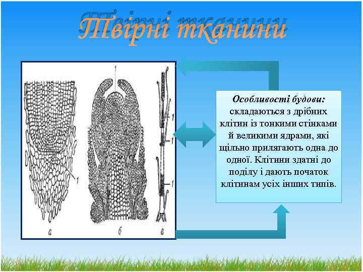 Твірні тканини Особливості будови: складаються з дрібних клітин із тонкими стінками й великими ядрами,