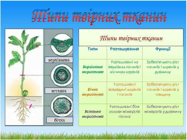 Типи твірних тканин Типи Розташування Функції Верхівкова меристема Розташовані на верхівках пагонів і кінчиках