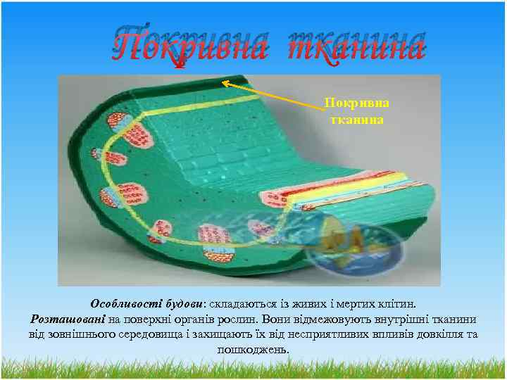 Покривна тканина Особливості будови: складаються із живих і мертих клітин. Розташовані на поверхні органів