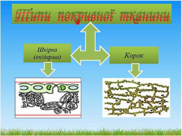 Типи покривної тканини Шкірка (епідерма) Корок 