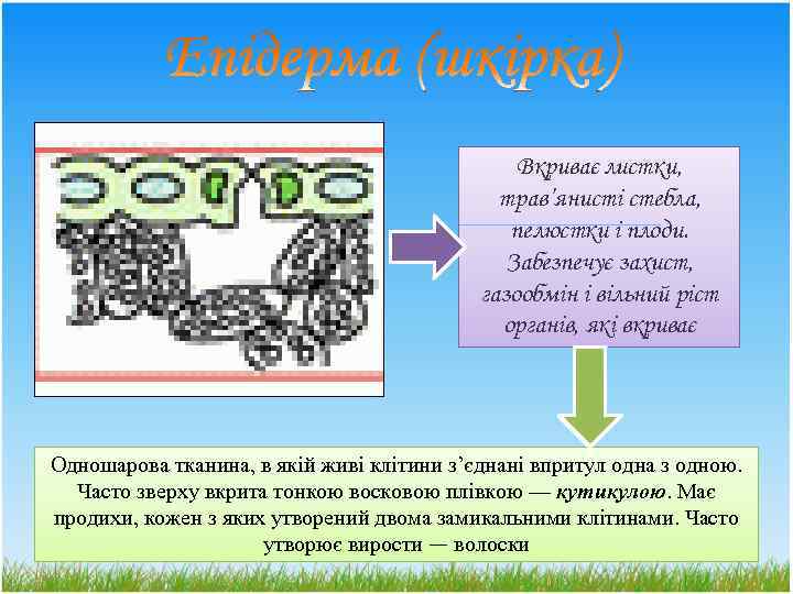 Вкриває листки, трав’янисті стебла, пелюстки і плоди. Забезпечує захист, газообмін і вільний ріст органів,