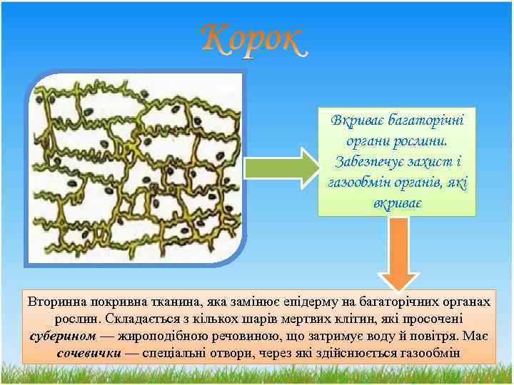 Вкриває багаторічні органи рослини. Забезпечує захист і газообмін органів, які вкриває Вторинна покривна тканина,