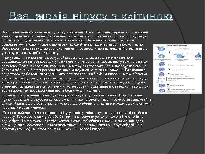 Віруси - найменші з організмів, що живуть на землі. Довгі роки учені сперечалися, чи