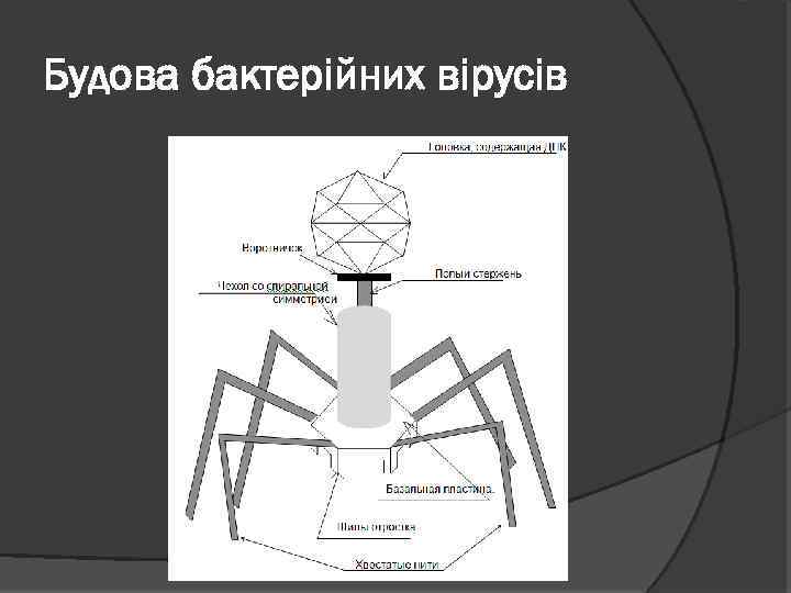 Будова бактерійних вірусів 