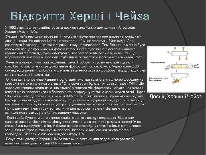 У 1952 з'явилася сенсаційна робота двох американських дослідників - Альфреда Херши і Марти Чейз.