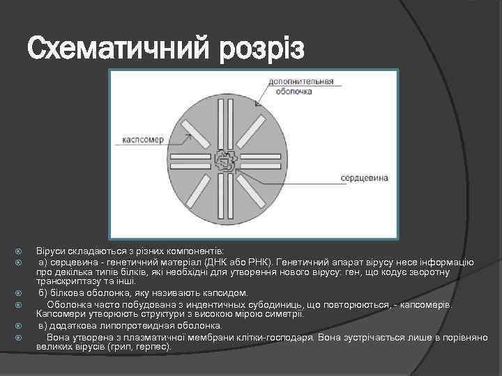 Схематичний розріз Віруси складаються з різних компонентів: а) серцевина - генетичний матеріал (ДНК або