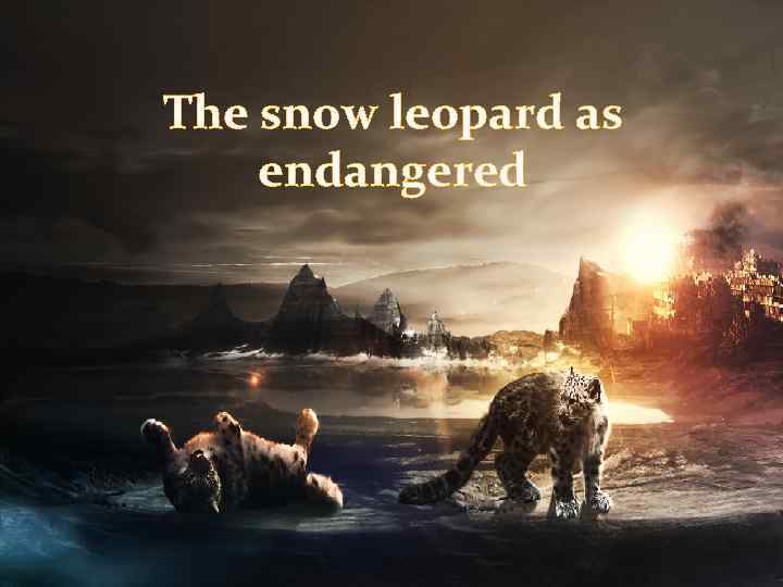 The snow leopard as endangered 