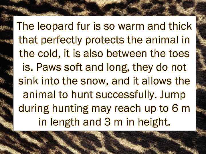 The leopard fur is so warm and thick that perfectly protects the animal in