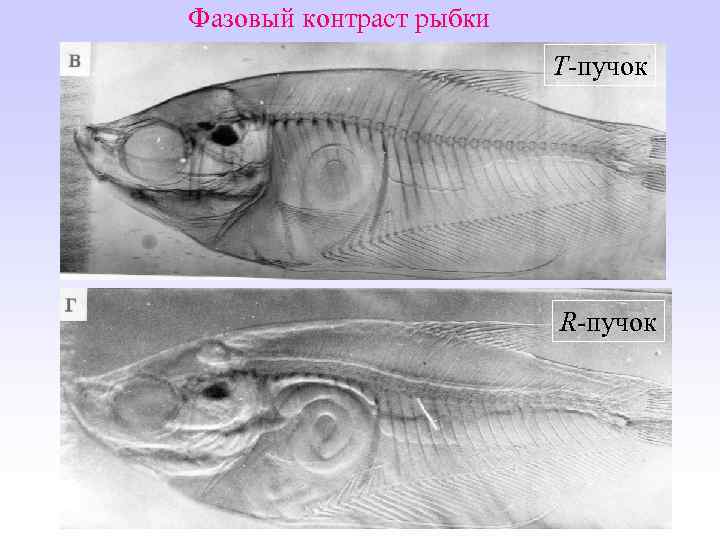Фазовый контраст рыбки T-пучок R-пучок 
