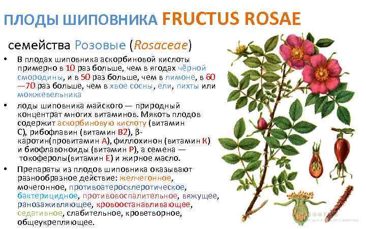 ПЛОДЫ ШИПОВНИКА FRUCTUS ROSAE семейства Розовые (Rosaceae) • • • В плодах шиповника аскорбиновой