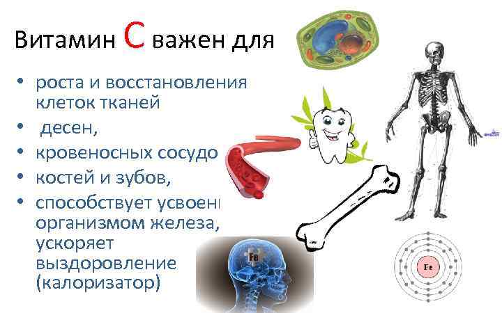 Витамин С важен для • роста и восстановления клеток тканей • десен, • кровеносных