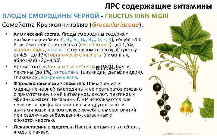 ЛРС содержащие витамины ПЛОДЫ СМОРОДИНЫ ЧЕРНОЙ - FRUCTUS RIBIS NIGRI Семейства Крыжовниковые (Grossulariaceae). •