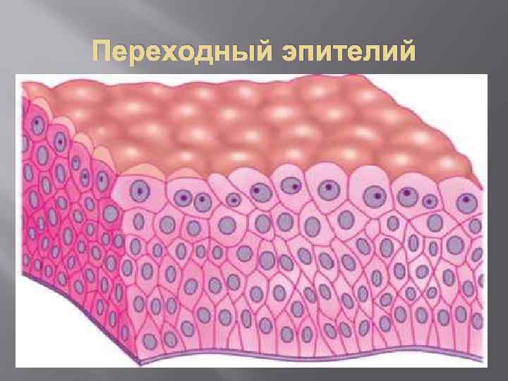 Переходный эпителий 