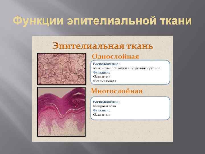 Функции эпителиальной ткани 