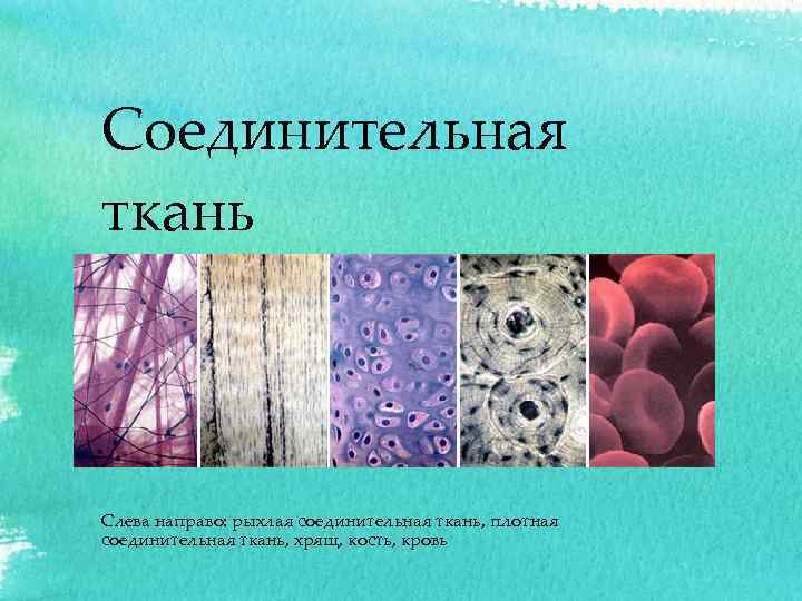 Соединительная ткань Слева направо: рыхлая соединительная ткань, плотная соединительная ткань, хрящ, кость, кровь 