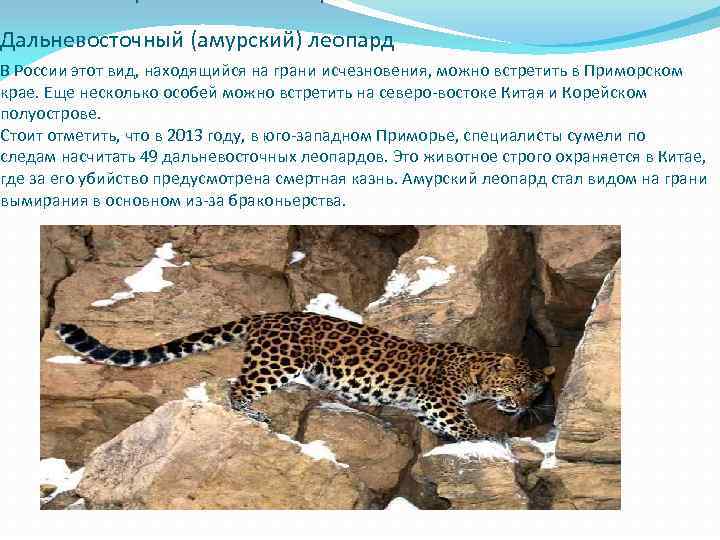 Дальневосточный (амурский) леопард В России этот вид, находящийся на грани исчезновения, можно встретить в