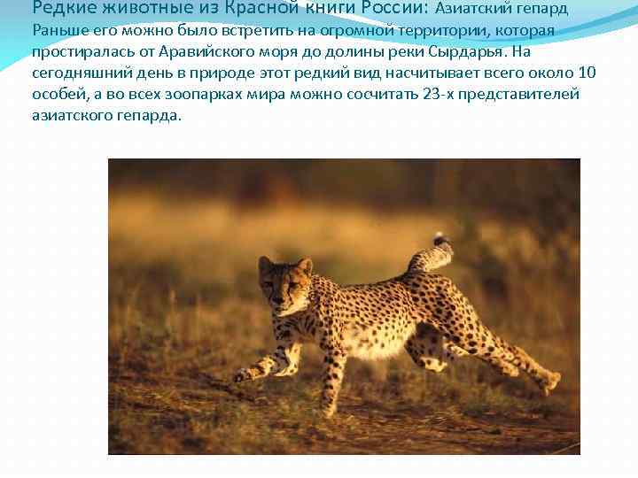 Редкие животные из Красной книги России: Азиатский гепард Раньше его можно было встретить на