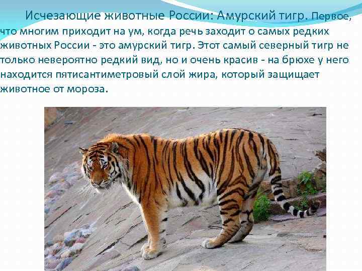  Исчезающие животные России: Амурский тигр. Первое, что многим приходит на ум, когда речь