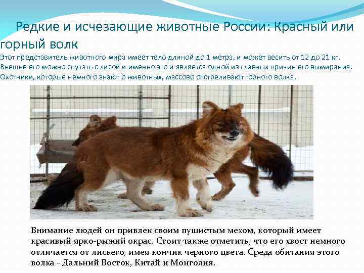  Редкие и исчезающие животные России: Красный или горный волк Этот представитель животного мира