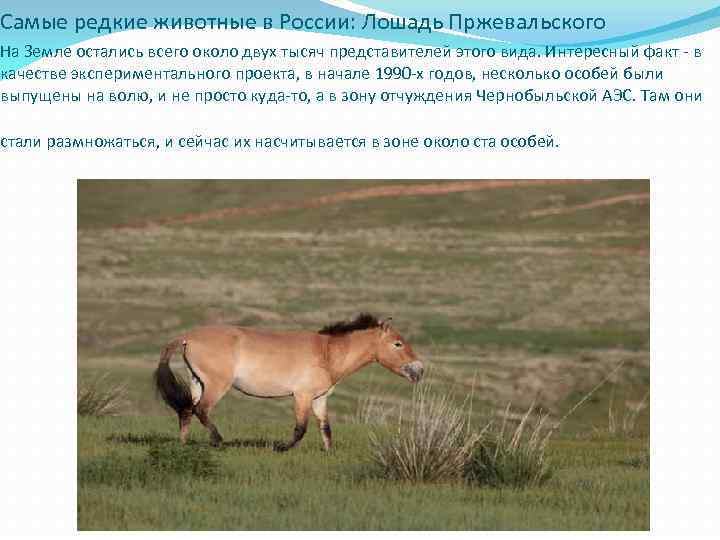 Самые редкие животные в России: Лошадь Пржевальского На Земле остались всего около двух тысяч