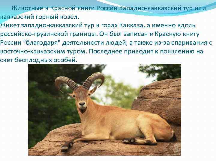 Животные из красной книги россии фото и описание 2 класс