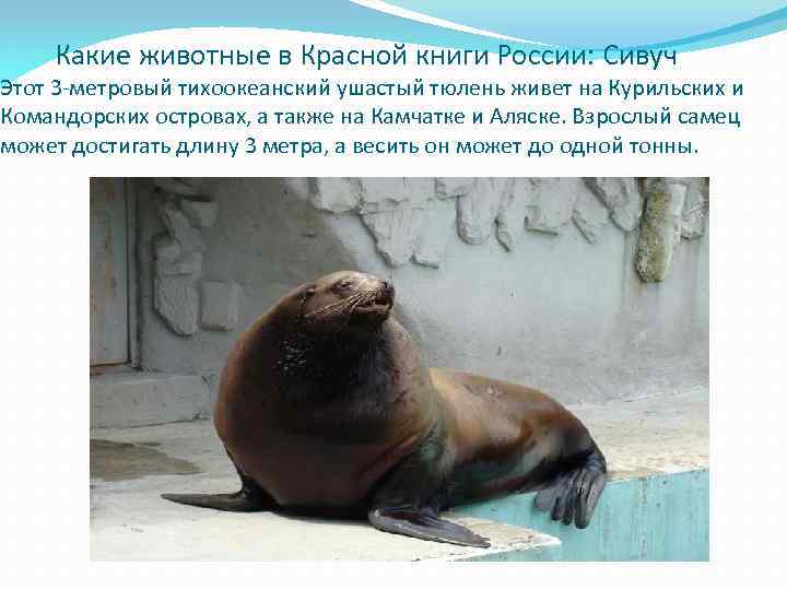  Какие животные в Красной книги России: Сивуч Этот 3 -метровый тихоокеанский ушастый тюлень
