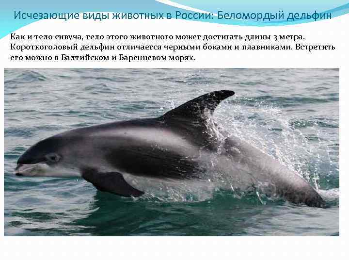  Исчезающие виды животных в России: Беломордый дельфин Как и тело сивуча, тело этого