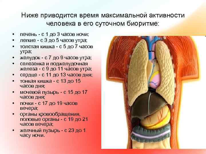 Ниже приводится время максимальной активности человека в его суточном биоритме: • • • печень