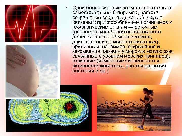  • Одни биологические ритмы относительно самостоятельны (например, частота сокращений сердца, дыхания), другие связаны