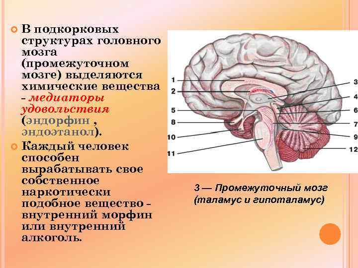 В подкорковых структурах головного мозга (промежуточном мозге) выделяются химические вещества - медиаторы удовольствия (эндорфин