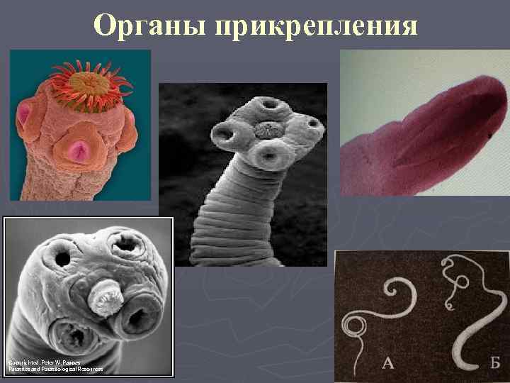 Органы прикрепления 