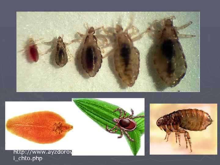 http: //www. ayzdorov. ru/lechenie_vsh i_chto. php 