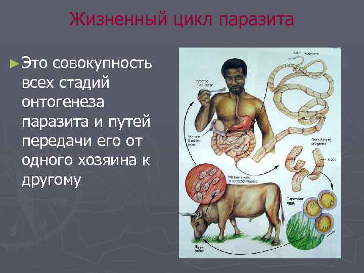 Жизненный цикл паразита ► Это совокупность всех стадий онтогенеза паразита и путей передачи его